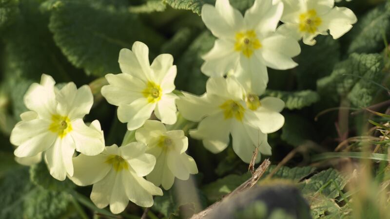 The native Irish primrose (Primula vulgaris) flowering in an Irish woodlland this spring. Photograph:  Richard Johnston